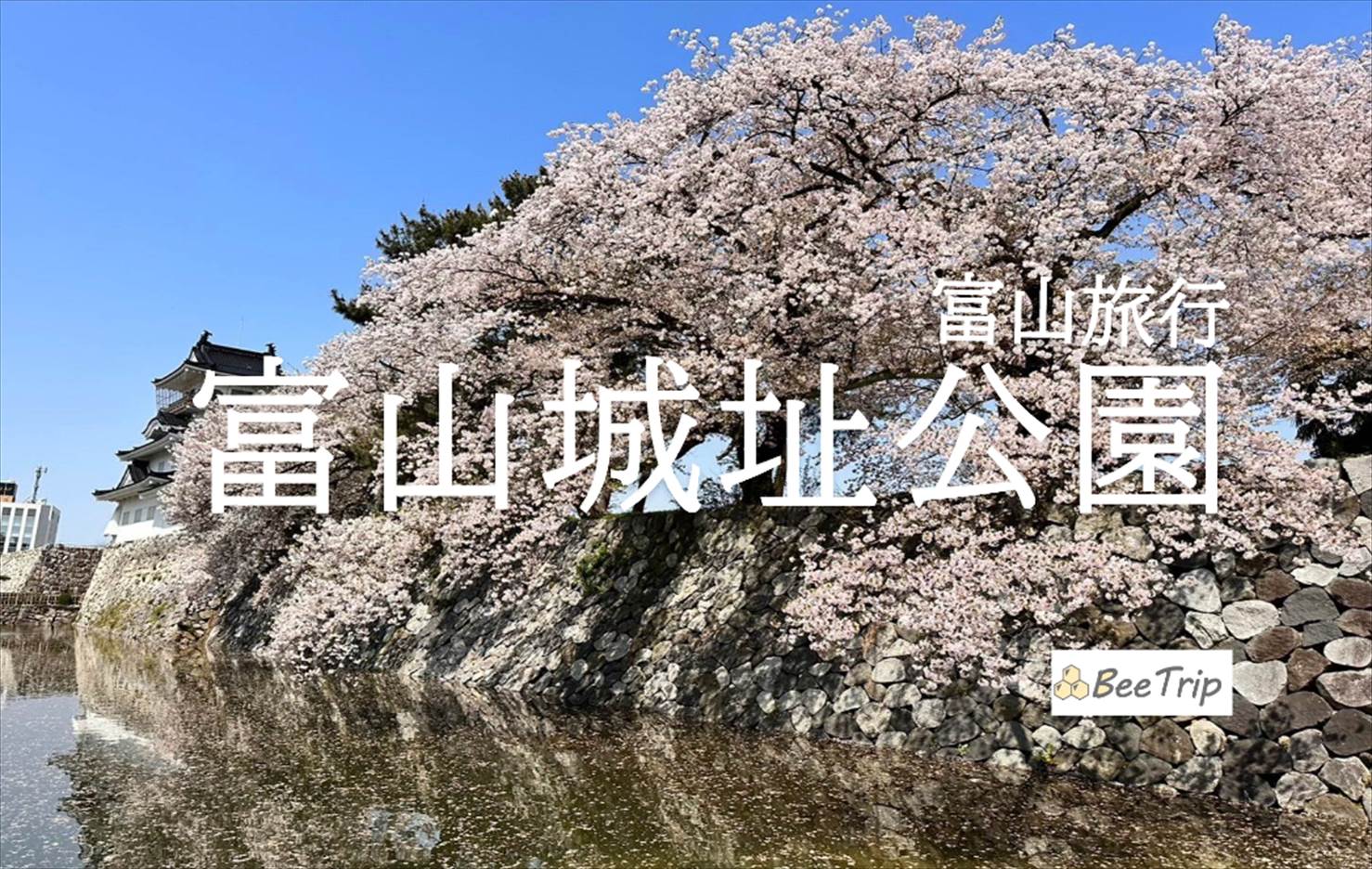 【富山】桜満開の富山城址公園を散策！お城の見事な石垣や周辺に咲き誇る桜を楽しめる春の公園をレポ！